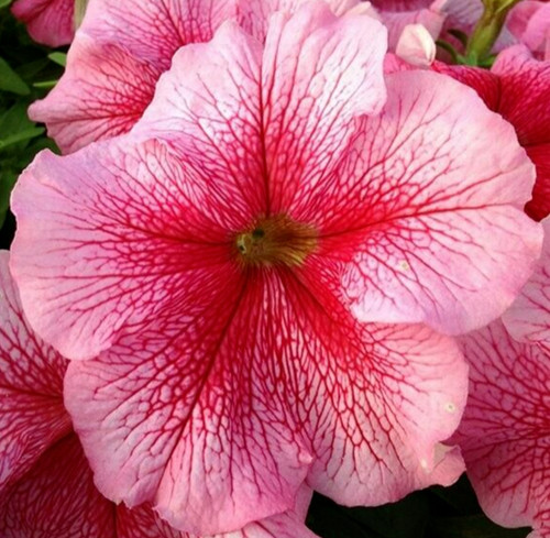 Strawberry sundae petunia - strawberry,