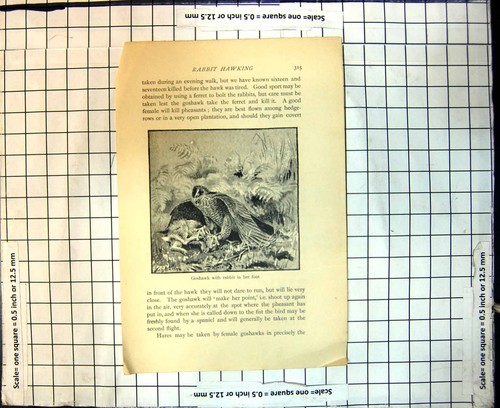 Original old antique print - old,