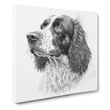 English Springer Spaniel