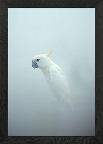 White cockatoo fog framed - in,