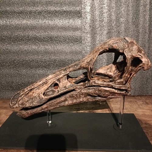 Life size gallimimus skull 3d - life,