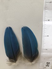 Parrot Feathers 