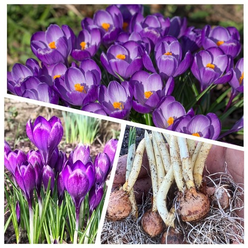 Crocus bulbs remembrance - 50,