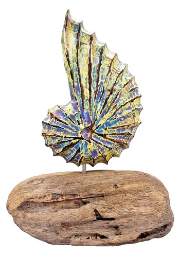 Shell carving driftwood - shell,