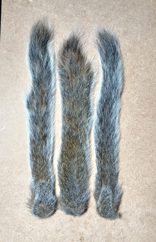 Salt dried grey squirrel - dried,