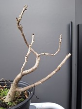wisteria Bonsai Tree