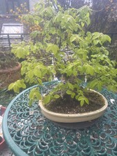 English Hornbeam bonsai tree