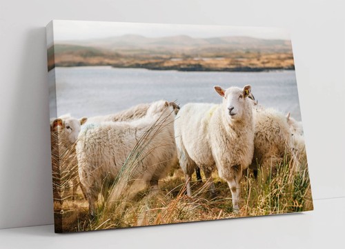 Sheep cliffside - sheep, a