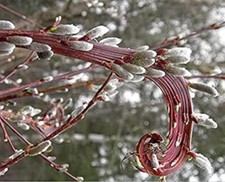 Rare willow - Trio of Japanese Fantail Willow - cell grown in the Highlands.