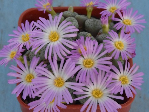 Conophytum jucundum ssp