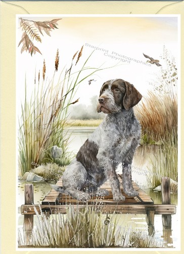 German wirehaired pointer dog - wirehaired,