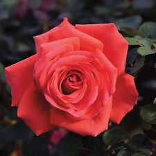 Rose Bush 'Fragrant Cloud' - Highly Scented Hybrid Tea Rose Bush in 3 Litre Pot