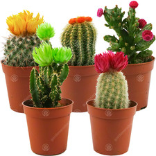 Mini Disco Cactus Mix House /