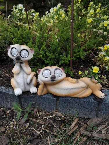 Shudehill pair meerkats lying - shudehill,