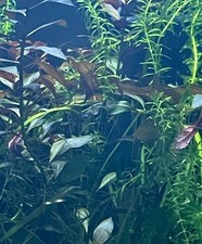 Aquaplants *12 Pcs -Elodea, Red Ludiwiga