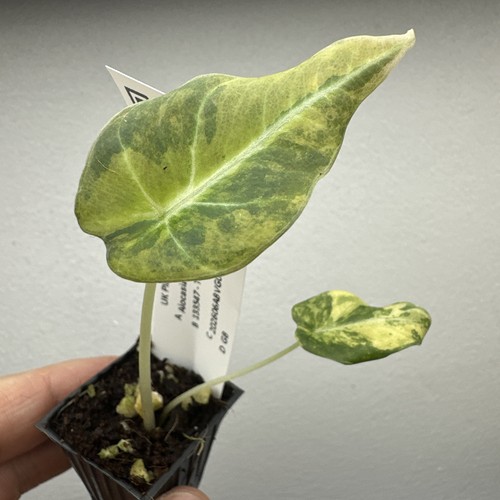 Alocasia black velvet gold - velvet,