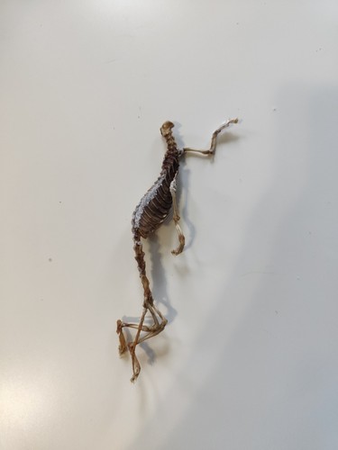 Weasel skeleton articulated - weasel,