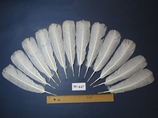 12 Pcs White Turkey Tail