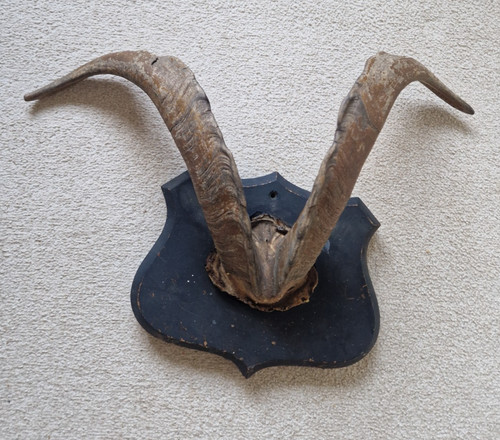 Vintage european mouflon - european,