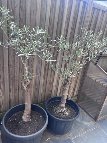 Cheap olive trees chunky - cheap, x