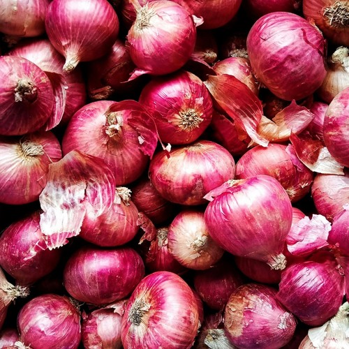 Pink panther onion - panther, easy