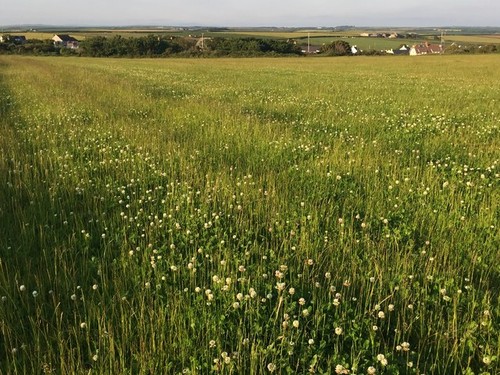 Photo 6x4 clover meadow - photo,