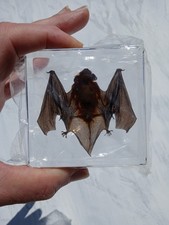 REAL BAT IN RESIN BLOCK