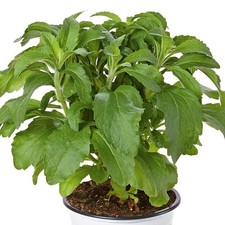 Stevia Sweety Sweetleaf