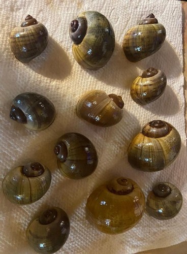 Assorted apple snail shells - apple,