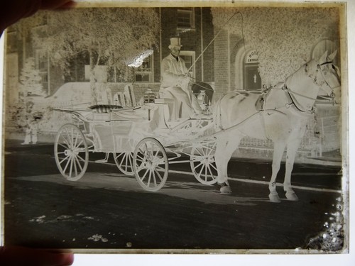 Horse drawn carriage driver - horse,