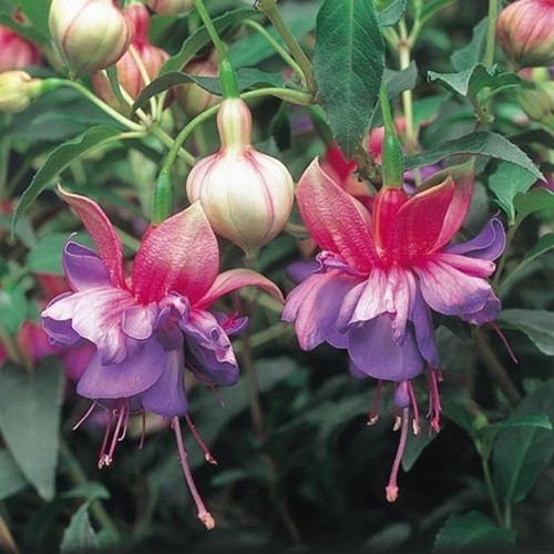 Fuchsia upright bush - upright,