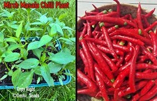 Mirch Masala Chilli Plug