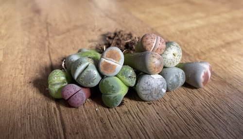 Mixed lithops living - mixed, 'living