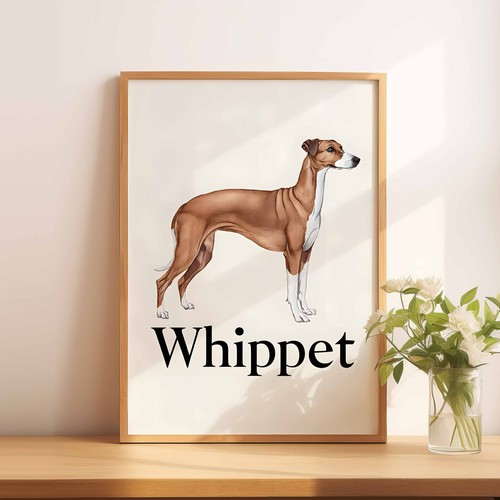 Whippet dog illustration - whippet,