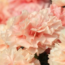 Dianthus Caryophyllus Sweet