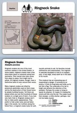 Ringneck Snake #28.9 - Reptiles - Grolier Wildlife Adventure Card