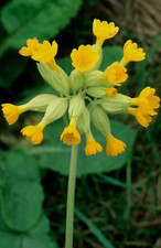 Rare * YELLOW COWSLIP 9"