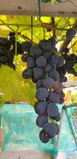 One year old Black Grape Vine