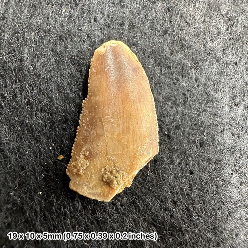Genuine raptor dinosaur - raptor, tooth