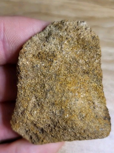 Triceratops skull cretaceous - skull,