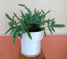 Vintage Mid Century Large