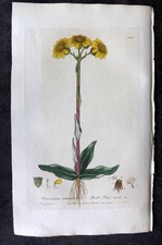 Baxter 1836 Hand Col Botanical Print. Field Flea Wort 206