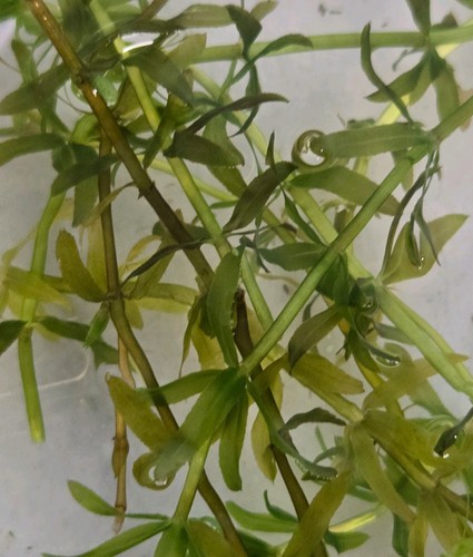 Elodea densa live aquarium - elodea,