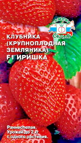Russian strawberry seeds - strawberry,
