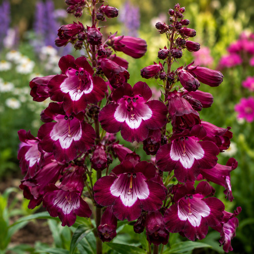 Penstemon - , (beardtongue)