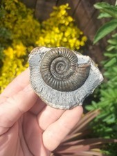 BEAUTIFUL DACTYLIOCERAS sp
