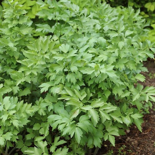 Lovage plug plants hardy - 5x,