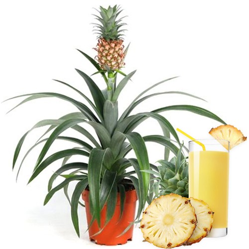 Ananas comosus amigo pineapple - ananas,