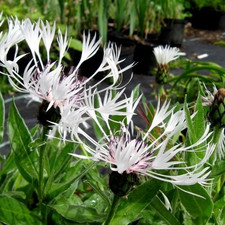 Centaurea ‘Lady Flora