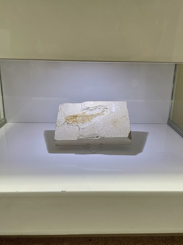 Fossilised bony fish specimen - bony,